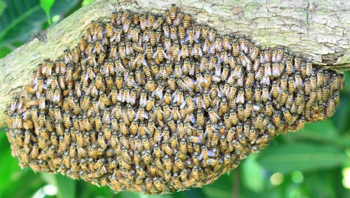 A swarm of bees